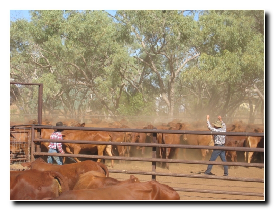 37 Gabor beim Kuhtreiben